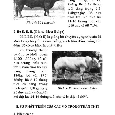  Kỹ Thuật Nuôi Bò Và Biện Pháp Phòng Trị Bệnh (Tái bản 2025)