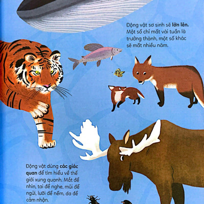 Khám Phá Rừng Già - Động Vật Hoang Dã (Tái Bản 2022)