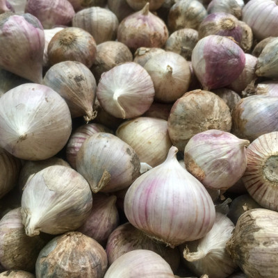 Tỏi cô đơn củ to - 1kg - Tỏi chuyên dùng làm tỏi đen - Size TO