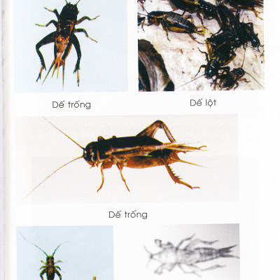 Phương Pháp Nuôi Dế - VL