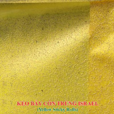 Keo Bẫy Bọ Phấn Trắng Israel Gây Hại Dưa Lưới (cuộn 20 mét) và bẫy các loại côn trùng trong nông nghiệp khác 