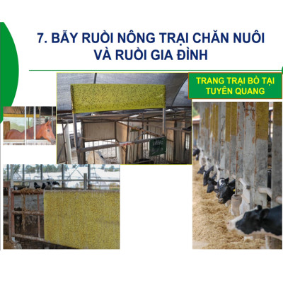 Bẫy Ruồi Bằng Keo Dính Vàng Sinh Học Israel Cuộn 10 Mét Trải Nghiệm. Hiệu Sticky Yellow Roll là Keo Dính Vàng 2 Mặt Israel (RỘNG 18CM X DÀI 10M) Nhập Khẩu Israel Sử DụngTrong Ngành Nông Nghiệp Sạch dùng Bẫy Ruồi Giấm, Ruồi Vàng, Ruồi Cái và cả các loại côn trùng khác