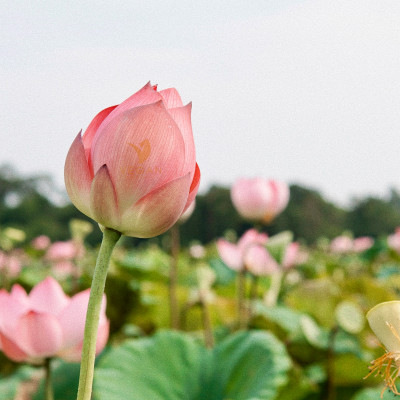 Toner nước cân bằng da SEN Hậu Giang Cocoon 140ml Thuần Chay 