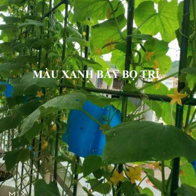 Combo 20m Keo Bẫy Bọ Trĩ, Bẫy Côn Trùng Nông Nghiệp màu vàng 2 Mặt, nhập khẩu Israel, 6 tháng chịu mưa nắng