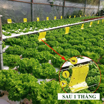 Bộ 5 mét Keo bẫy ruồi đục trái, bẫy bọ trĩ, bọ phấn, sâu vẽ bùa và bẫy các côn trùng khác của Israel với thời gian trên 6 tháng 