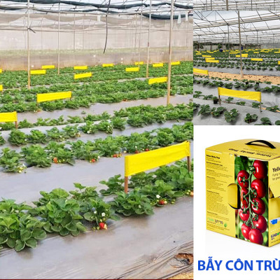Cuộn Keo Dính Vàng Bẫy Côn Trùng Nhập khẩu Israel dùng bẫy ruồi đục trái, bẫy bọ trĩ, bọ phấn, sâu vẽ bùa và bẫy các côn trùng khác