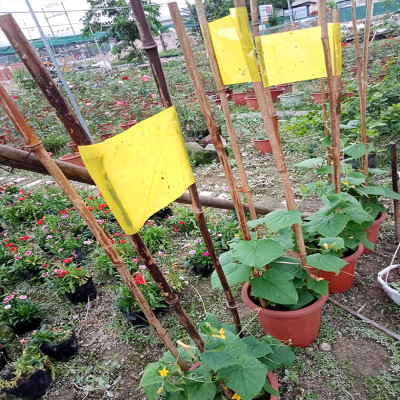 Bộ 5 mét Keo bẫy ruồi đục trái, bẫy bọ trĩ, bọ phấn, sâu vẽ bùa và bẫy các côn trùng khác của Israel với thời gian trên 6 tháng 