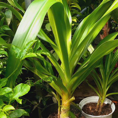 cây náng hoa trắng - đại tướng quân hoa trắng - đk thân 6-8cm