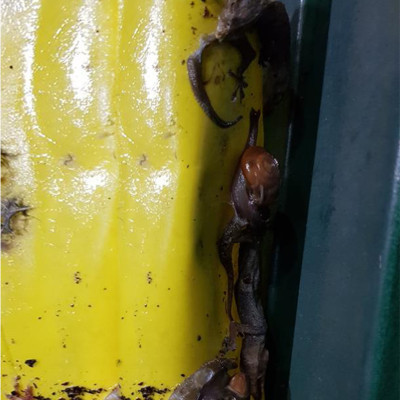 Bộ 5 mét Keo bẫy ruồi đục trái, bẫy bọ trĩ, bọ phấn, sâu vẽ bùa và bẫy các côn trùng khác của Israel với thời gian trên 6 tháng 