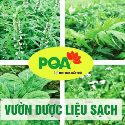 Thỏ ty tử PQA hộp 50 viên nang giúp bổ thận tráng dương, tăng cường sinh lý cho nam giới trưởng thành, suy giảm sinh lý