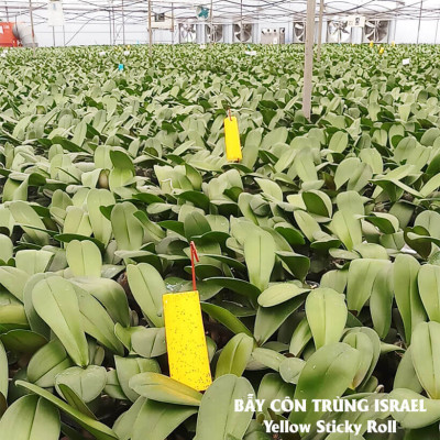 50 Miếng Dính Vàng Côn Trùng nhập khẩu Israel (Sticky Yellow Rol ngang 18cm x 22cm, 2 mặt keo) là keo dính sinh học màu vàng dùng bẫy hiệu quả Ruồi các loại, Bọ Phấn, Bọ Trĩ, Bướm và côn trùng khác…