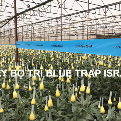 Combo 20m Keo Bẫy Bọ Trĩ, Bẫy Côn Trùng Nông Nghiệp màu vàng 2 Mặt, nhập khẩu Israel, 6 tháng chịu mưa nắng