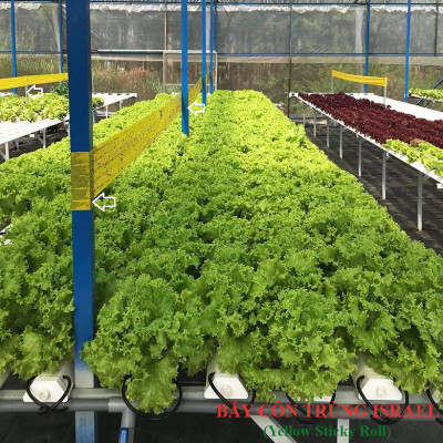 Bộ 5 mét Keo bẫy ruồi đục trái, bẫy bọ trĩ, bọ phấn, sâu vẽ bùa và bẫy các côn trùng khác của Israel với thời gian trên 6 tháng 