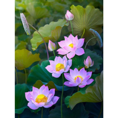 Bộ Tranh Ghép Hình Minh Châu - 60 x 80 cm (1500 Mảnh Ghép) - Tinh Khôi