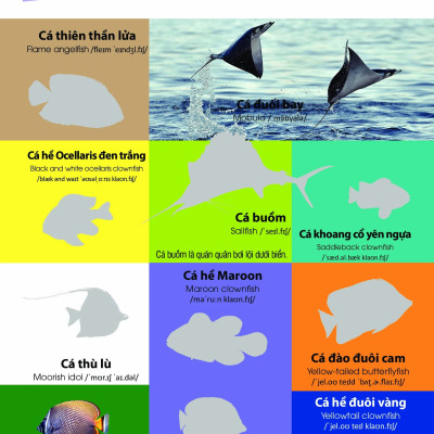 Dán hình nhận biết động vật - Động vật biển