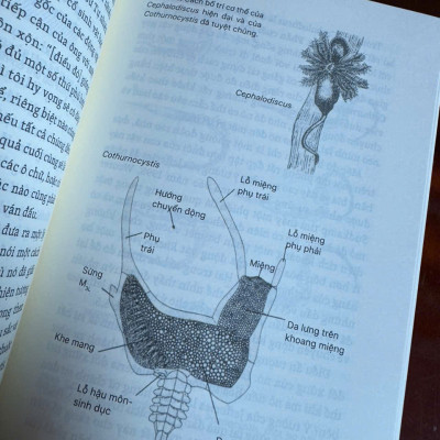 NHỮNG BÍ ẨN CỦA TAY PHẢI VÀ TAY TRÁI – Chris McManus – Phạm Văn Thiều, Phạm Thu Hằng dịch – NXB Trẻ