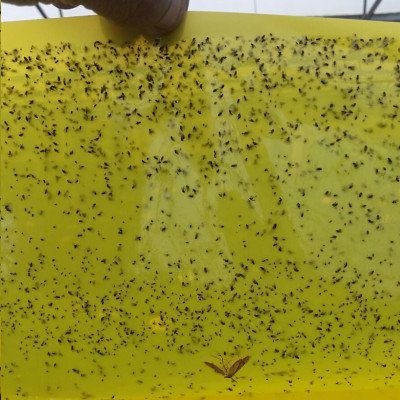 KEO DÍNH BẪY RUỒI MÀU VÀNG CỦA ISRAEL (CUỘN 20 MÉT TRẢI NGHIỆM) VÀ BẪY CÁC LOẠI CÔN TRÙNG KHÁC TRONG NÔNG NGHIỆP NHƯ BỌ PHẤN TRẮNG, BỌ TRĨ, BƯỚM, ỐC SÊN ...