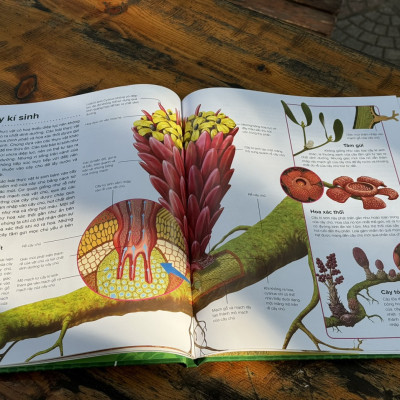 (Bìa cứng) HÀNH TRÌNH KHÁM PHÁ – THỰC VẬT_Gerald Legg & Steve Weston-  Hồng Nhung dịch- Tân Việt - NXB Mỹ Thuật