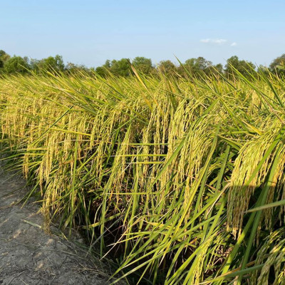 Gạo  ST25 Lúa Tôm Túi 5Kg - Cơm mềm dẻo, vị ngọt, thơm 