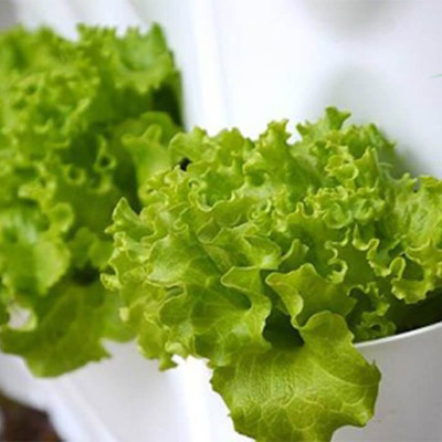 Chậu Trồng Cây Đứng Nhập Khẩu Châu Âu áp tường dạng tường xanh thẳng đứng hiệu Minigarden Vertical (Trọn bộ 3 SET + 1 KHAY nước)