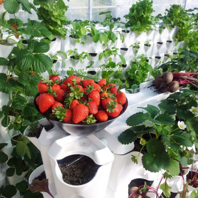 CHẬU MODULE TRỒNG RAU BAN CÔNG NHẬP KHẨU BỒ ĐÀO NHA (1 BỘ gồm 1 Module + Nắp đậy + 6 nút khóa)