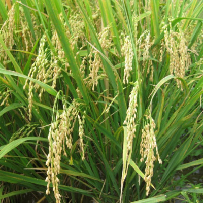 Gạo  ST25 Lúa Tôm Túi 5Kg - Cơm mềm dẻo, vị ngọt, thơm 