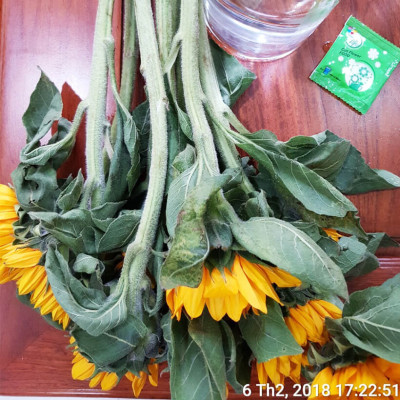 Thuốc cắm hoa Hướng Dương lâu tàn nhập khẩu Israel (Set 50 gói) giúp hoa tươi gấp 2 lần và 14 ngày không thay nước mới