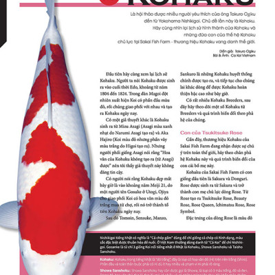 Cá Koi Vietnam - Tập 2