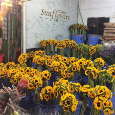 Dung Dịch Xử Lý Hoa TOG Galileo của ISRAEL (Chai 1 Lít) dùng bảo quản hoa cắt cành tươi lâu tại Nhà Vườn Trồng Hoa, Vựa Hoa và Chợ Sỉ Hoa. Tỷ lệ dung dịch 0.1% tức chai 1 Lít TOG pha được 1.000 Lít dung dịch xử lý hoa