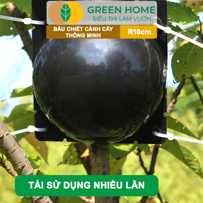 Bầu Chiết Cành GreenHome, R10cm(1 Thùng 80 CÁI), Tăng Khả Năng Ra Rễ,Phù Hợp Với Xoài, Mít,Sầu Riêng