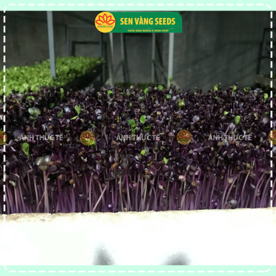 Hạt Giống Rau Mầm Malady - Nhập khẩu Ý, nảy mầm >95%, siêu dinh dưỡng, chuẩn màu tím đậm, dễ trồng - HẠT GIỐNG SEN VÀNG