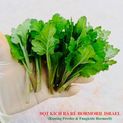Nhập Khẩu Bột Kích Ra Rễ Israel cho cây thân Thảo, thân Mềm Hormoril 3 và bột kích ra rễ Hormoril T3 (with Fungicide)  có thành phần ngăn ngừa nấm bệnh cho rễ con 