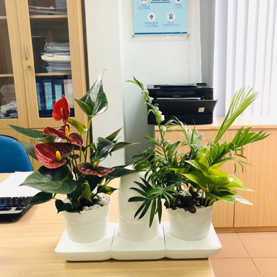 Combo 2 Bộ Chậu Tự Dưỡng Trồng Rau sạch, Trồng Cây Xanh Để Bàn Basic S & UNO nhập khẩu Bồ Đào Nha dành cho người yêu rau và cây tại nhà 