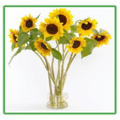 Thuốc cắm hoa Hướng Dương lâu tàn nhập khẩu Israel (Set 50 gói) giúp hoa tươi gấp 2 lần và 14 ngày không thay nước mới