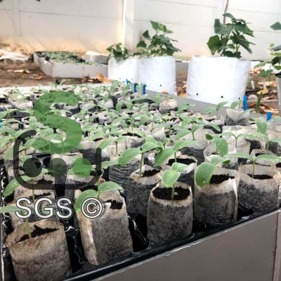 Viên Nén Xơ Dừa Trồng Dưa Lưới Thông Minh nông nghiệp SGS giúp cây con sống khỏe và phát triển bền vững