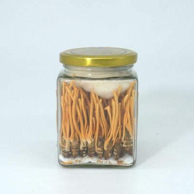 Đông trùng hạ thảo KOVI ký chủ nhộng tằm nguyên con cao cấp | 50 con | Đẹp đẳng cấp sang trọng