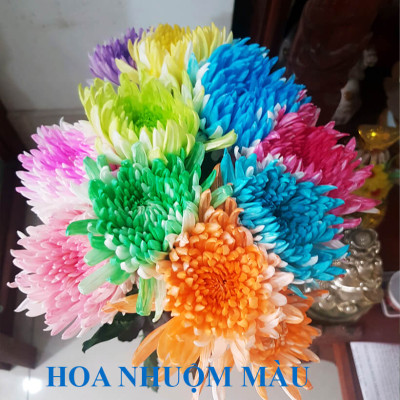 Nước Nhuộm Hoa Tươi Màu Hồng (Set 2 Chai) theo công nghệ Israel Color Sodium For Fresh Flowers giúp nhuộm đổi màu hoa cắt cành thành màu hồng đậm Pink