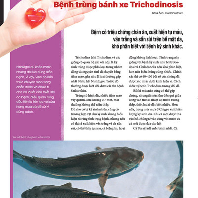 Cá Koi Vietnam - Combo 3 cuốn (Tập 4, 5, 6)