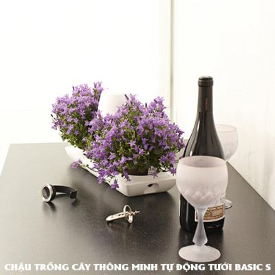 Chậu Để Bàn Tự Tưới và Tự bón phân Basic S , nhập khẩu Minigarden dành cho người yêu cây xanh nhưng không có thời gian chăm sóc cây (Giải pháp trồng cây TỰ DƯỠNG bền vững) (1 bộ gồm 2 chậu S, 1 khay hứng nước, 1 bình chứa nước và phân)