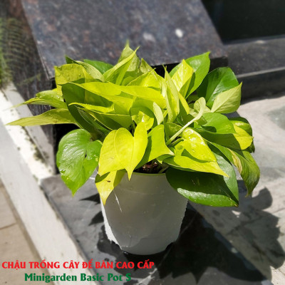 Chậu nhựa trồng cây để bàn cao cấp Minigarden Basic Pot S (Combo 10 chậu) nhập khẩu Châu Âu, Nhựa PP Chống UV, có khả năng tự hút nước và thoát nước giúp cây sống tốt mà không cần chăm sót