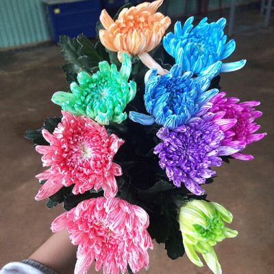 Nước Nhuộm Hoa Tươi Màu Hồng (Set 2 Chai) theo công nghệ Israel Color Sodium For Fresh Flowers giúp nhuộm đổi màu hoa cắt cành thành màu hồng đậm Pink