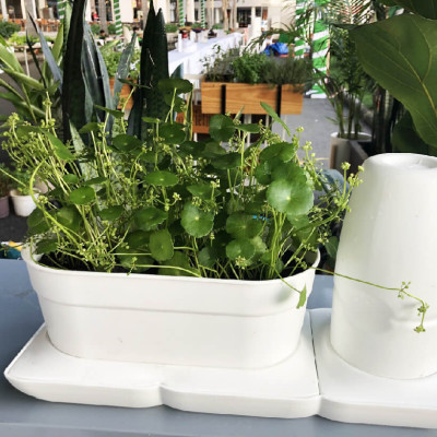 Chậu Trồng Rau Sạch Tự Dưỡng và Tự động tưới Basic UNO nhập khẩu Bồ Đào Nha dùng trồng rau và cây để bàn trong nhà hàng, khách sạn hay hộ gia đình