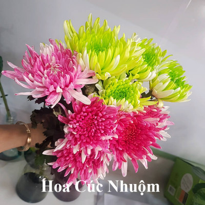 Dung Dịch Nhuộm Hoa Cắt Cành Đổi Màu (Combo 4 chai) theo Công Nghệ Israel giúp hoa nhuộm đổi màu theo ý muốn – The Color Sodium for Fresh Flowers