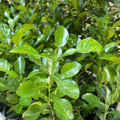 Combo 10 Cây Giống Chúc (Chanh Thái) – Cao Khoảng 20cm – Cây Gia Vị Trồng Vườn hoặc Chậu