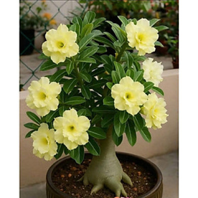 Hạt giống hoa sứ kép Thái Lan - Bịch 10 hạt – Mã số 1959