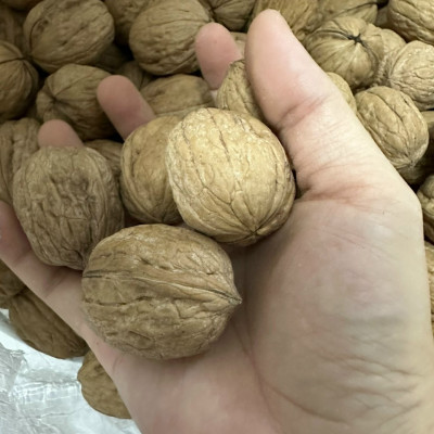 Quả Óc Chó Vàng Mỹ Nguyên Vỏ Chuẩn Hàng Nhập Khẩu, Không hôi dầu, Tặng dụng cụ tách vỏ