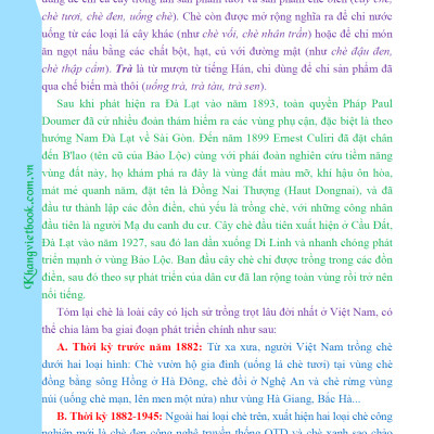 Bí Quyết Thành Công Kĩ Thuật Trồng Trà Xanh Hiệu Quả - KV