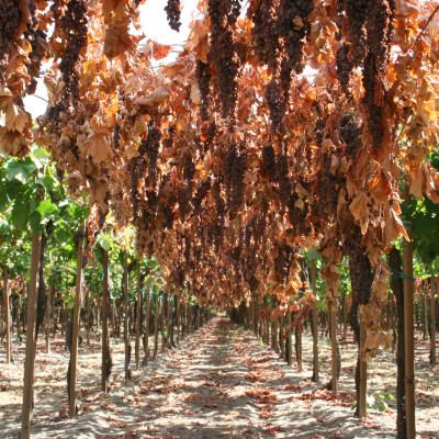 Nho khô nguyên cành THOMPSON Úc Dried Grapes Adora st Food (mẫu Quà Tết 1kg/hộp) ngon, bổ dưỡng, giàu vitamin, khoáng chất tự nhiên - OZ Slim Store