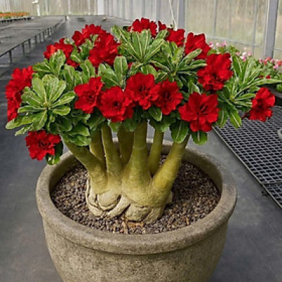 Hạt giống hoa sứ kép Thái Lan - Bịch 10 hạt – Mã số 2054