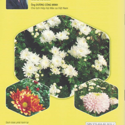 Cách Trồng, Chăm Sóc CÁC LOẠI HOA CÚC CẮT CÀNH